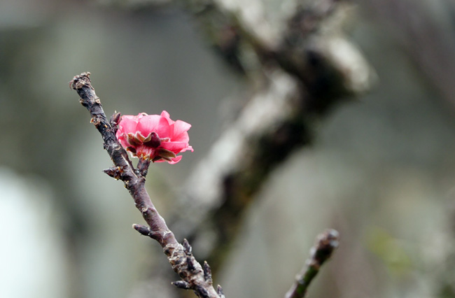 Rét căm căm, đào thất thốn tiến vua được vào phòng điều hòa